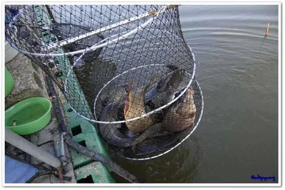 3월 26일 각평낚시공원 조황정보