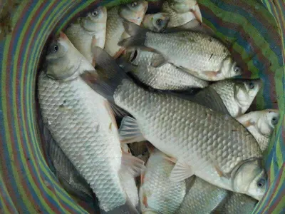 입석낚시터 [토종댐붕어] 8월1일조황