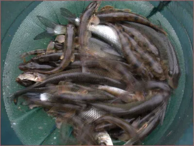 메운탕거리 장만 하러 왓어요@@