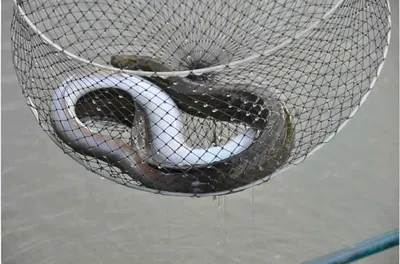 [유일낚시터]요번주는 일요일에도 추가방류합니다,