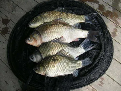 자갈섬낚시터주말소식입니다