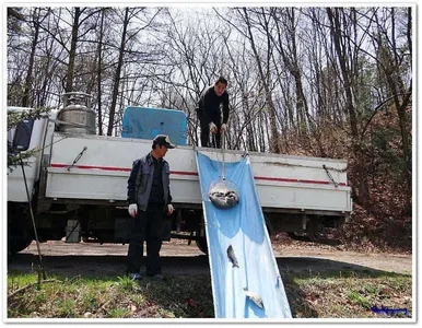 월척급 붕어 대량 방류