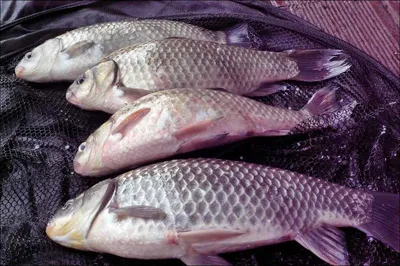 17.03.25 송전지 서울집 조황