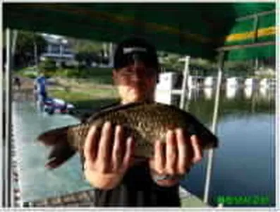 월척특급 38.9cm 토종붕어