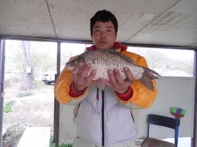 [당진 가교리지] 토종 "큰" 붕어 마릿수 증가..