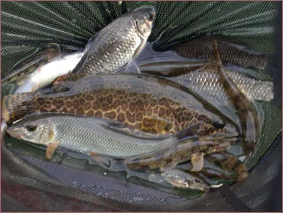 떡밥에 쏘가리도 나오고 붕어도나오고^^