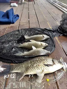 17.04.19. 송전지 서울집 조황