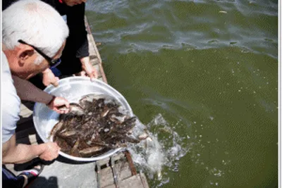 [각평지] 4월 30일 피래미 퇴치용 쏘가리 방유