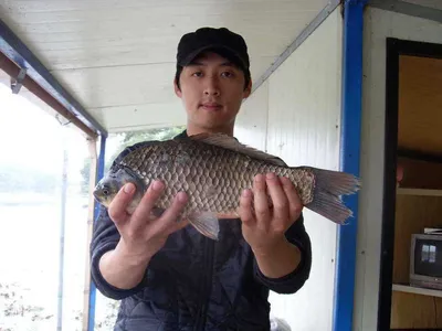 [당진 가교리지] 토종 붕어 조황...