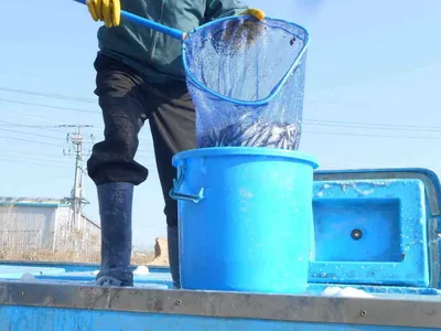 *****빙어낚시 조황정보*****