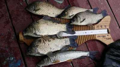 송전서울5월19일조황안내