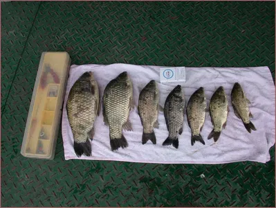 붕어 아니면 모래무지 마자.....