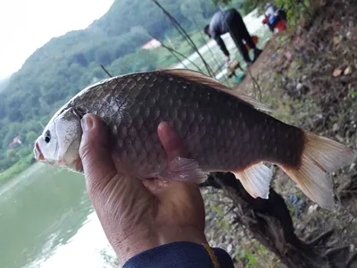 안성장계지주말조항입니다