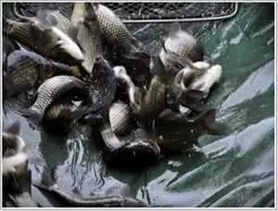 [각평지] 6월 8일(금) 붕어방류 및 조황정보