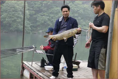 자~~이것이춘천댐 황금잉어입니다..