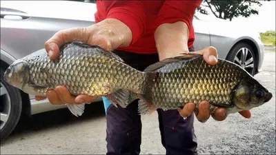 16.10.17 송전지 서울집 조황