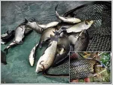 [각평지] 5월 31일(목) 어자원 조성