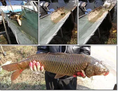 [각평지] 11월 25일 (금) 자연산 토종 잉어 & 붕어 방류