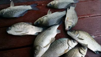 16.08.16 송전지 서울집 조황