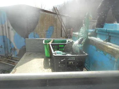 [당진 가교리지 조황화보..]