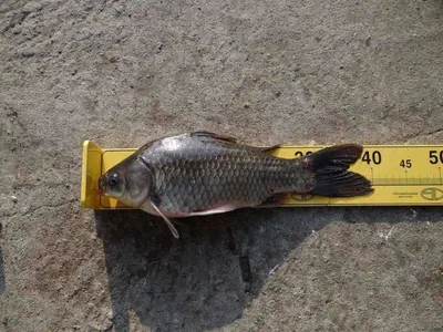 4짜붕어 나온날 ^^