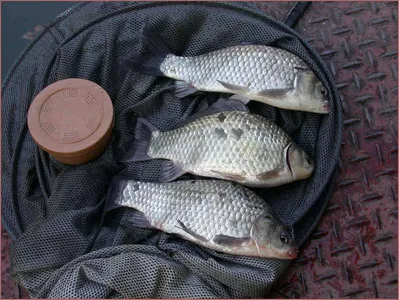 춘천호 오월낚시터.....