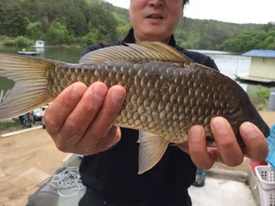 안녕하세요 요룡지 행복낚시터 29일 조황입니다^^(토종붕어)
