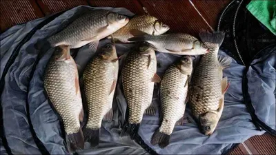 15.10.01 송전지 서울집 조황