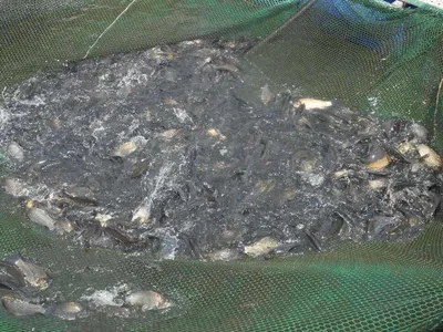 *****실시간 조황사진 올려봅니다*****