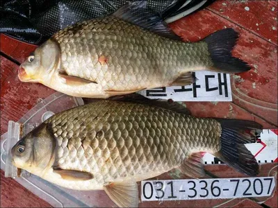 16.04.04 송전지 서울집 조황