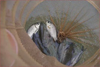 붕어가 돌아오고 잇네요..