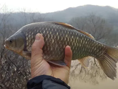 안성죽산장계지조항전경입니다