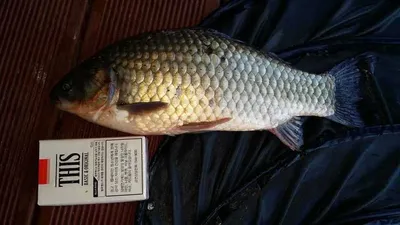 송전지 서울좌대 6월21일 조황