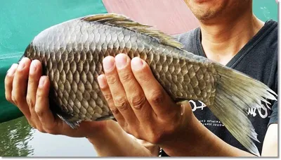 택암낚시터 주말조황소식 2부