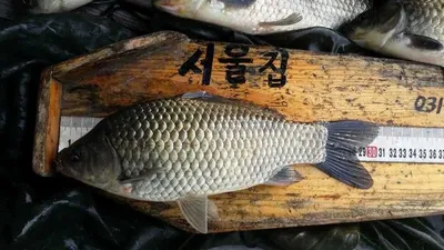 송전지 서울집 5월8일 조황