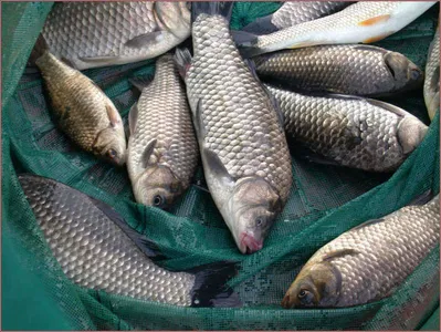 춘천호 오월낚시터 주말 조황....