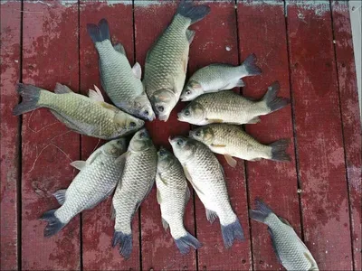 17.0813 송전지 서울집 조황