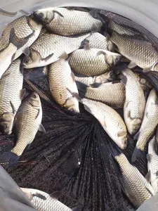 안성 죽산 장계지