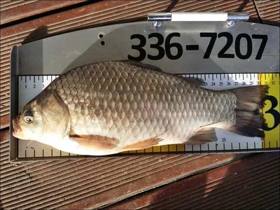 17.04.13 송전지 서울집 조황