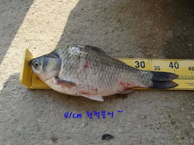 각평지 4짜붕어 올라왔네요