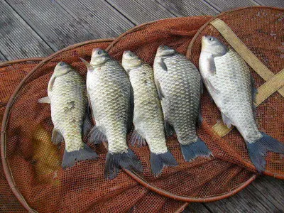 자갈섬낚시터조황입니다