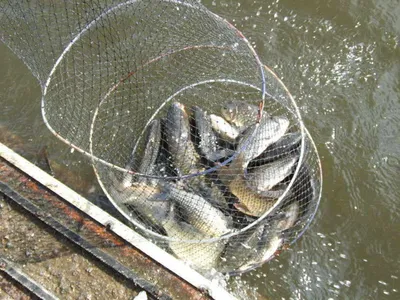 수요일의 각평.