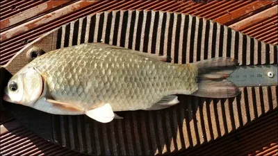 15.10.13 송전지 서울집 조황