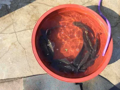 충남 공주시 요룡지 행복낚시터 5월 6일