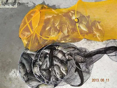 [강화도 황청낚시터] 주말조황/ 8월11일