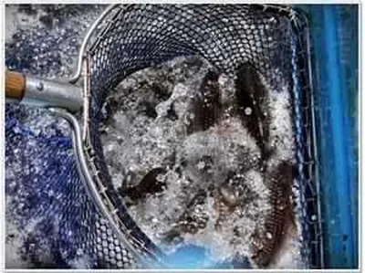 [각평지] 4월 26일(목) 어자원 조성