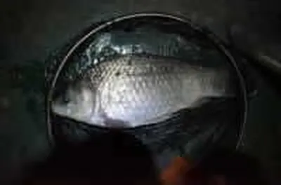 기산낚시터 5월 9일 조황정보