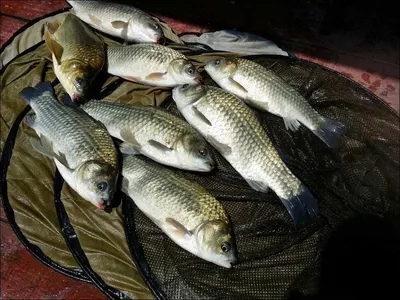 16.07.19 송전지 서울집 조황