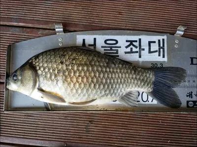 16.05.08 송전지 서울집 조황