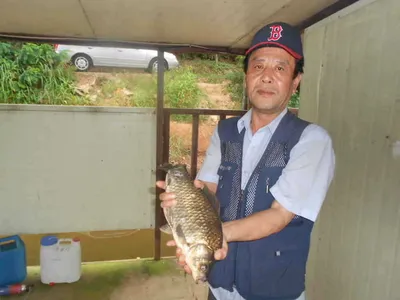 당진"가교리지"저수율65%유지 대형토종붕어들이..